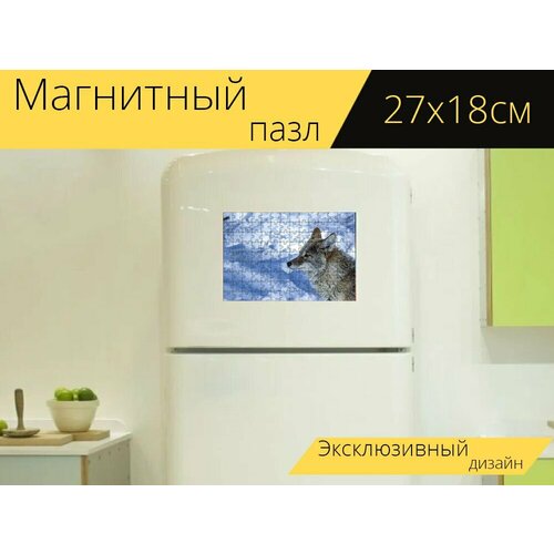 Магнитный пазл Койот, дикая природа, природа на холодильник 27 x 18 см. магнитный пазл стервятник намибия дикая природа на холодильник 27 x 18 см