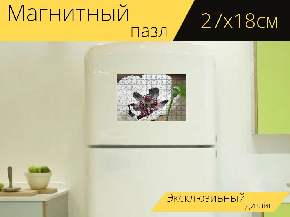 Магнитный пазл "Цветок мака, белый, белый мак" на холодильник 27 x 18 см.