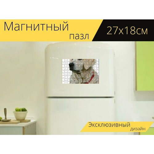 фото Магнитный пазл "золотистый ретривер, изолированный, собака" на холодильник 27 x 18 см. lotsprints