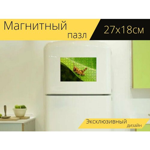 Магнитный пазл Кузнечик, крикет, насекомое на холодильник 27 x 18 см.