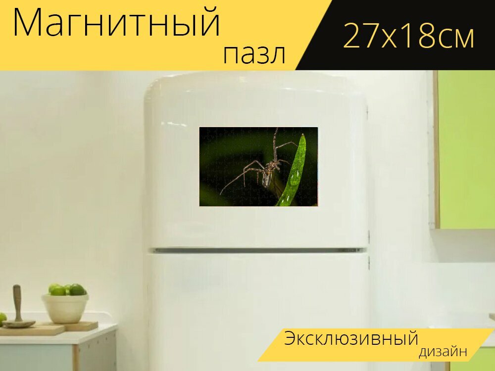 Магнитный пазл "Паук, беспозвоночное, живая природа" на холодильник 27 x 18 см.