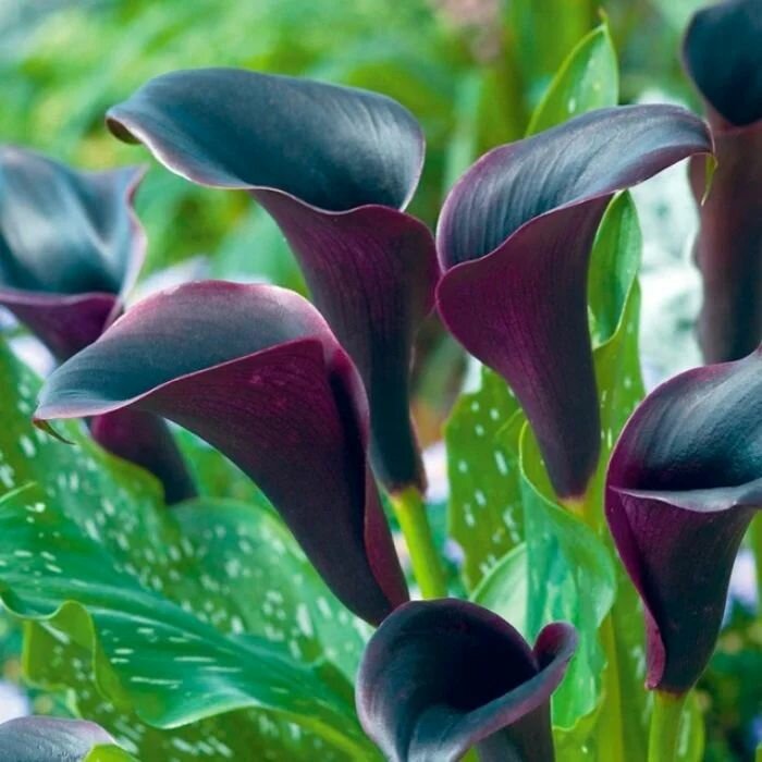 Калла Капитан Палермо 1шт