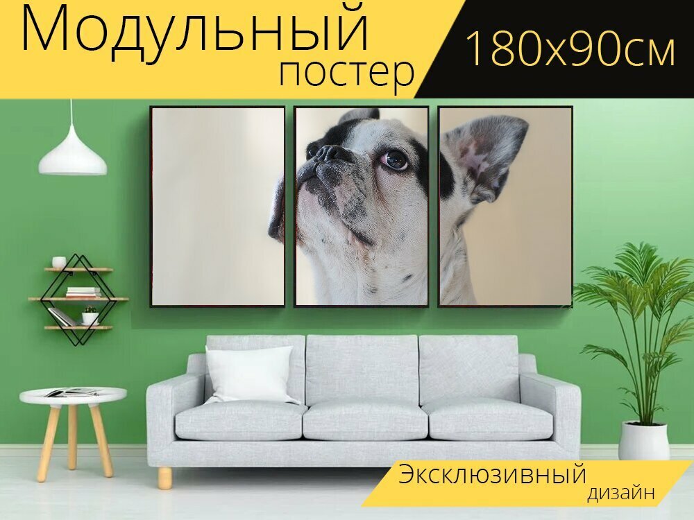 Модульный постер "Собака, французский бульдог, животное" 180 x 90 см. для интерьера