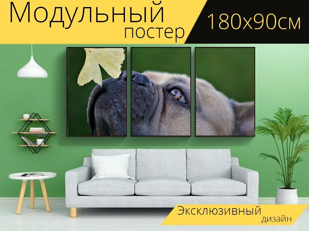 Модульный постер "Французский бульдог, собака, морда" 180 x 90 см. для интерьера