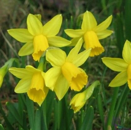 Нарцисс Тет-а-Тет 8 шт