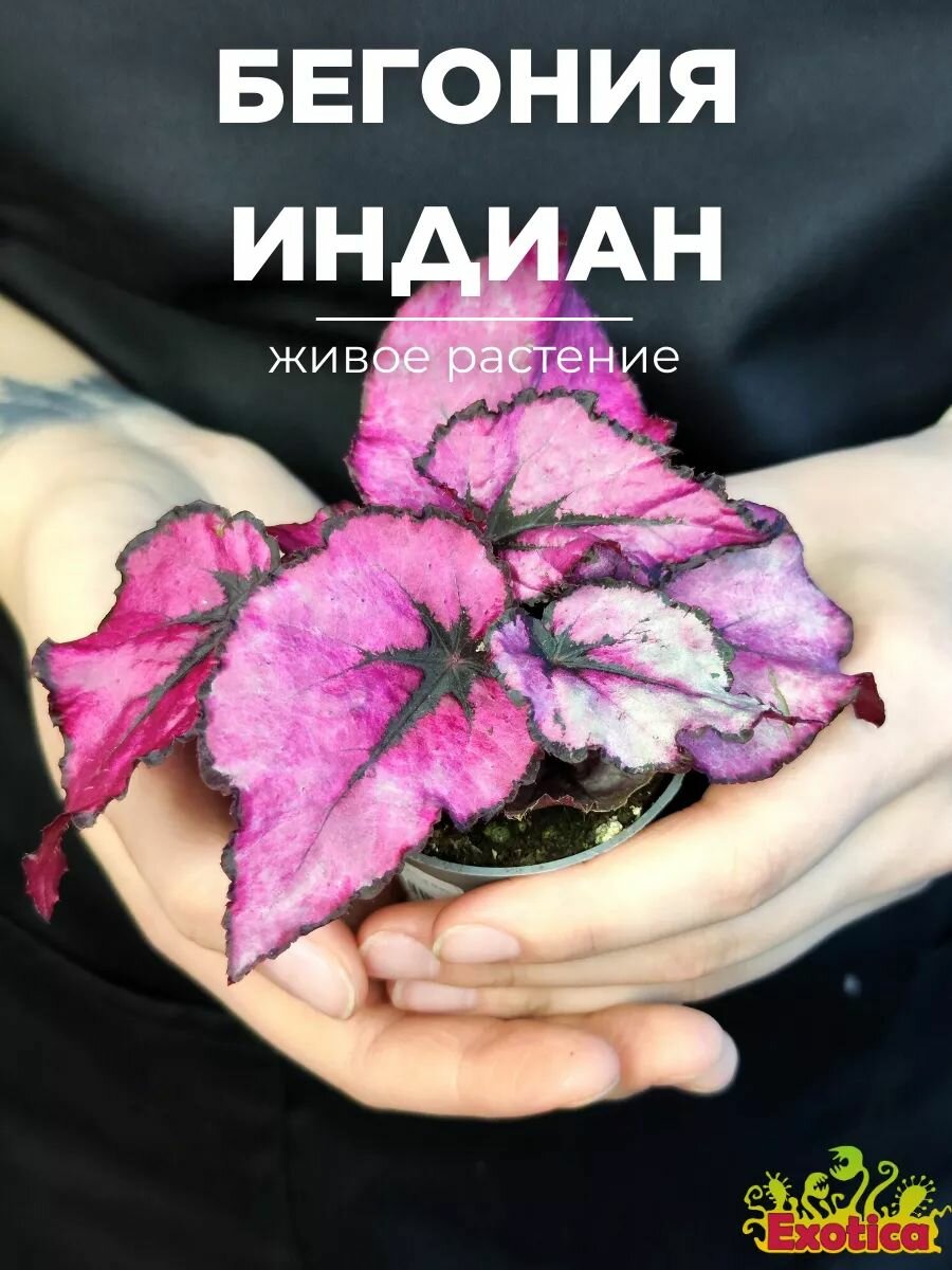 Бегония Индийское Лето или Индиан Саммер (Begonia Beleaf Indian Summer) D6см живое растение