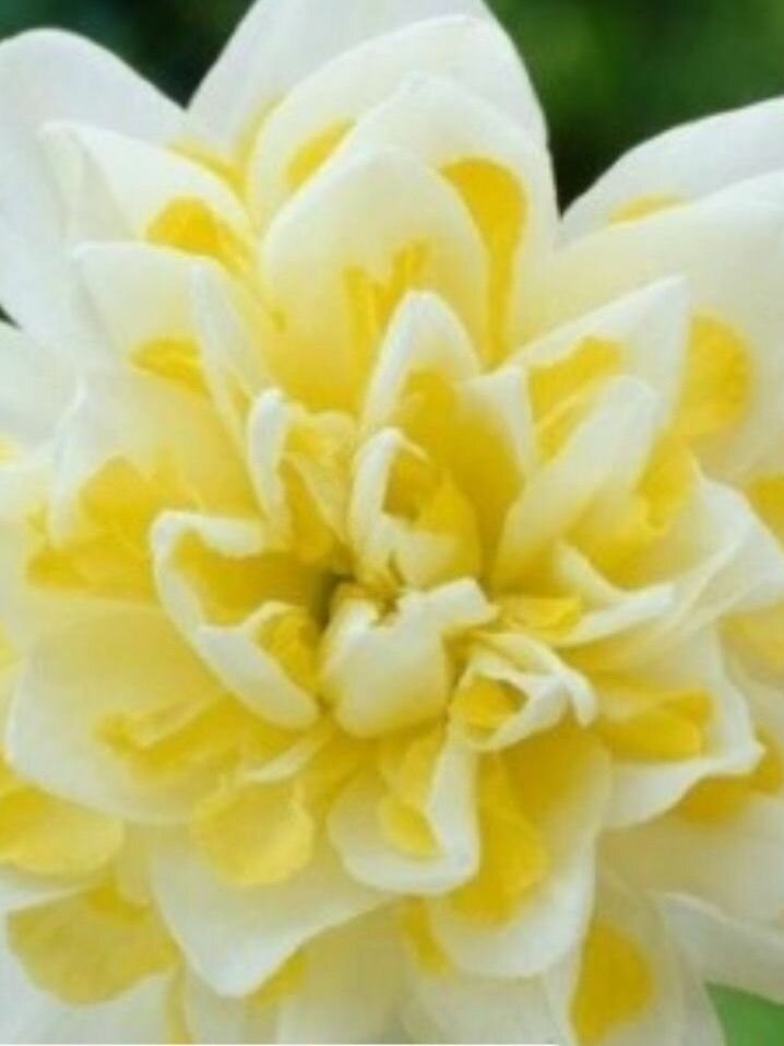 Нарцисс махровый Ирен Коупленд 3 луковицы