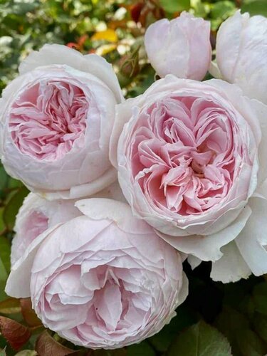 Изображение товара Роза флорибунда Герцогиня Кристиана / 1 шт, пионовидная, ароматная