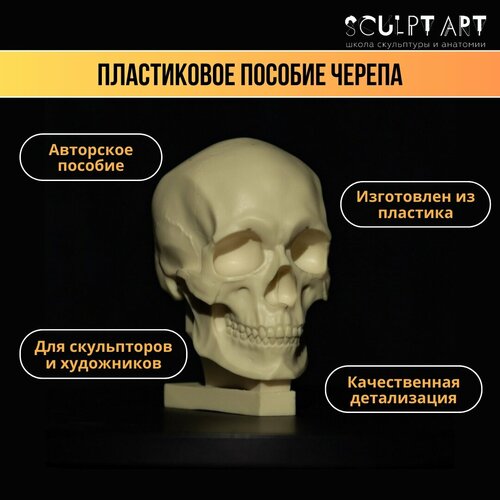 Анатомическое пособие. Пластиковый череп/ Пособие для лепки и моделирования/ Череп для изучения скульптуры и анатомии