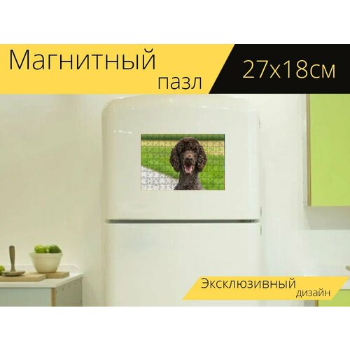 Магнитный пазл Собака, пудель, королевский пудель на холодильник 27 x 18 см. магнитный пазл пудель фотоохота игривый на холодильник 27 x 18 см