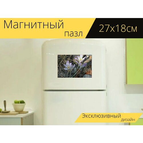 Магнитный пазл Шафран, цветок, крокус на холодильник 27 x 18 см. магнитный пазл крокус цветок сирень на холодильник 27 x 18 см