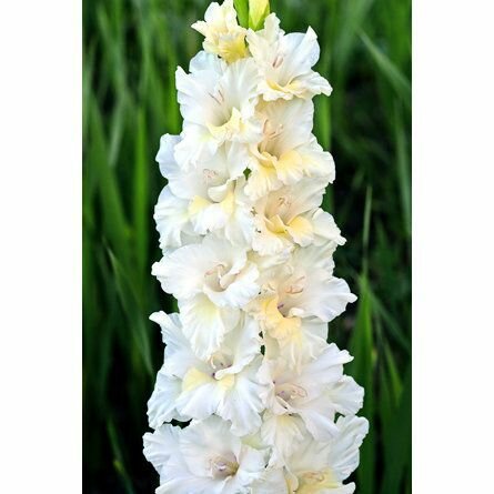 Гладиолус Белая 1шт