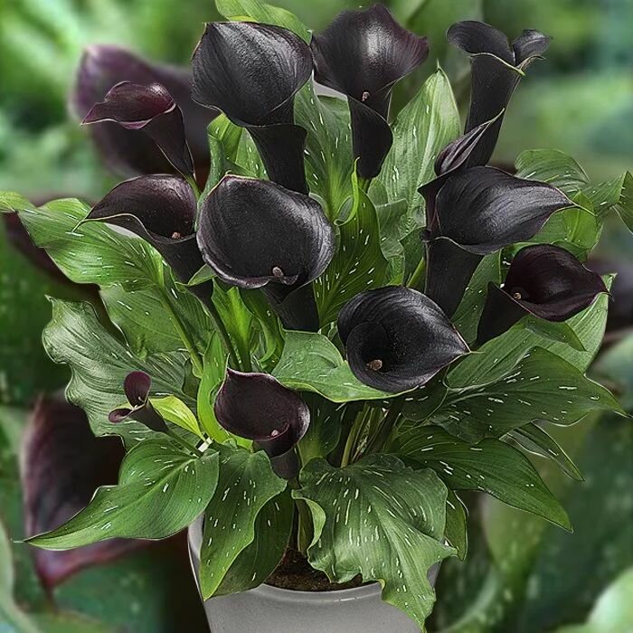 Калла Капитан Беретта 1шт