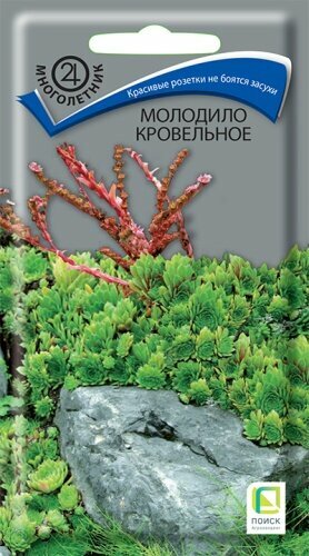 Семена Молодило Кровельное 001г Мн 8см (Поиск)