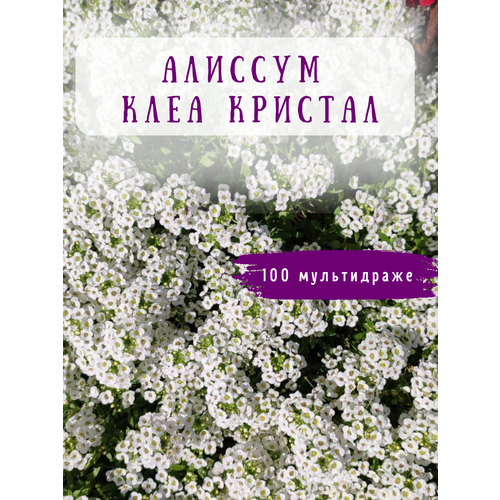 Алиссум Клеа Кристалл в мультидраже упаковка 100 мдр сиреневый