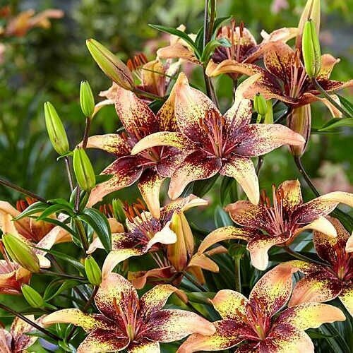 Лилия Азиатская Танго Голден Браун (Lilium asiatic) Луковицы/Разбор 14/16/Открытая (ОКС)