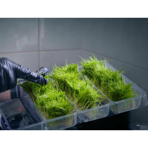 Лилеопсис бразильский (Lilaeopsis Brasiliensis)