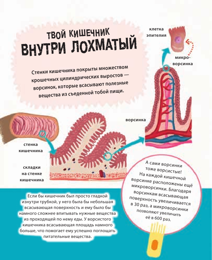 Тело человека. 500 удивительных фактов - фото №10