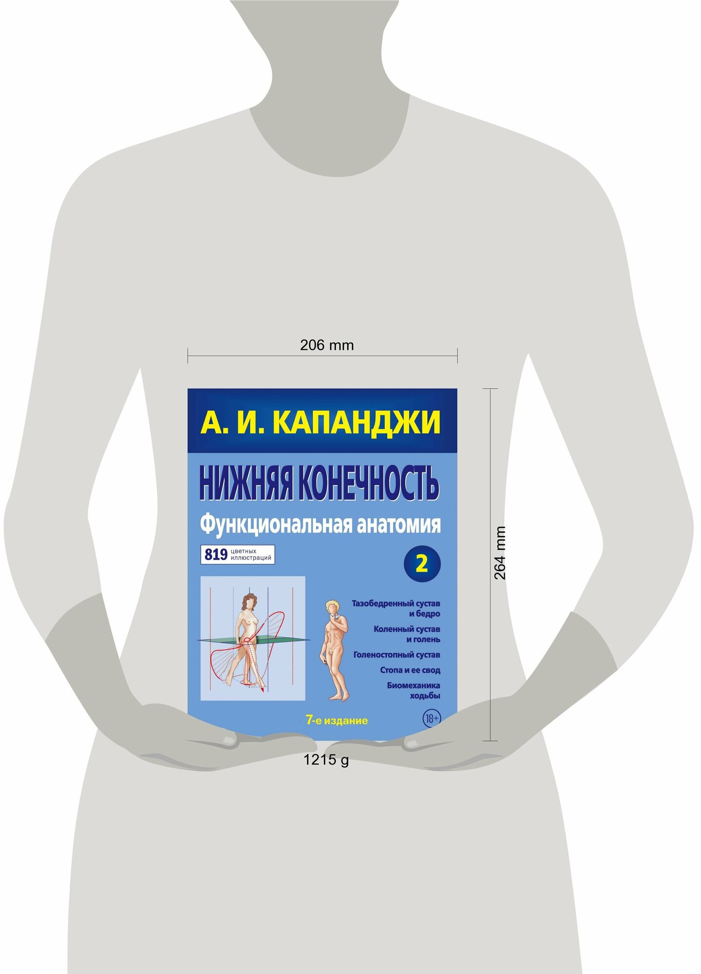 Нижняя конечность. Функциональная анатомия (обновленное издание) - фото №16