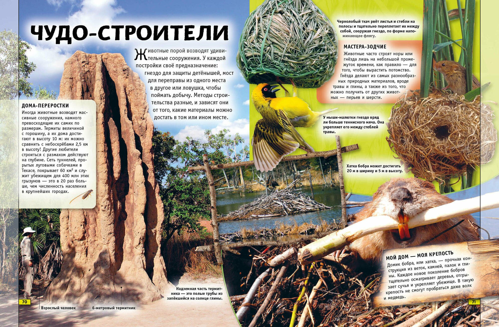 Животные. Книга юного эрудита (Паркер Стив, Фарндон Джон, де ла Бедуайер Камилла) - фото №5