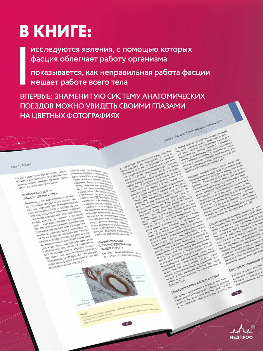 Фасция. Функциональные и медицинские аспекты - фото №3