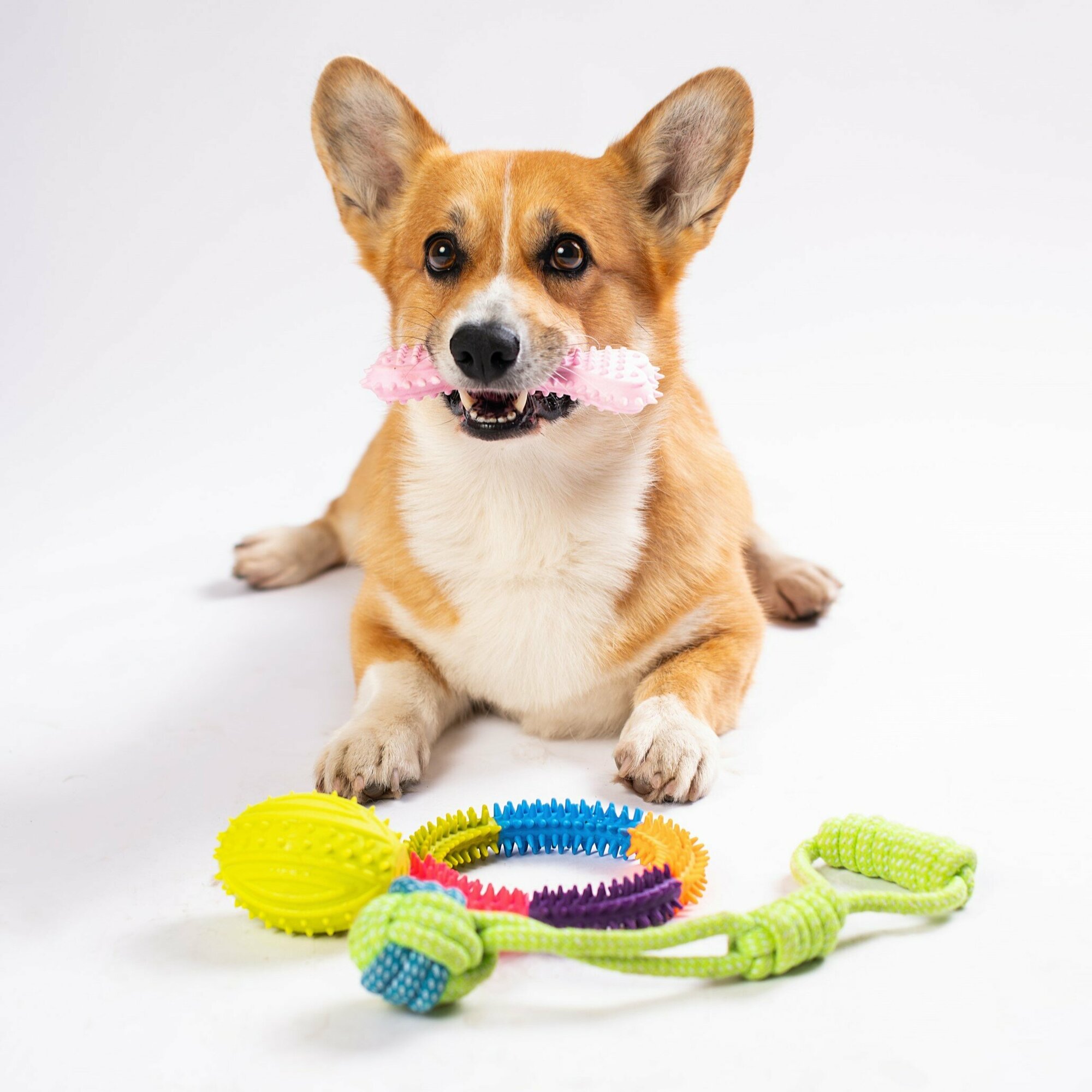 Набор игрушек для собак Petberry - фотография № 3
