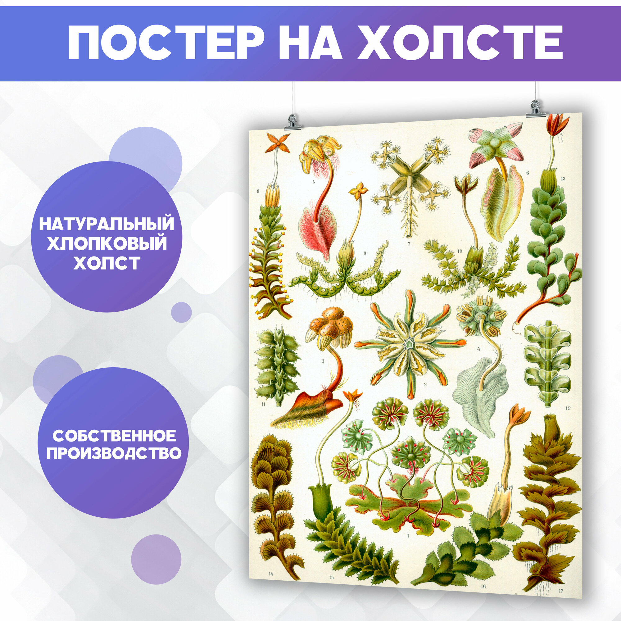 Постер виды растений (13) 30х40 см