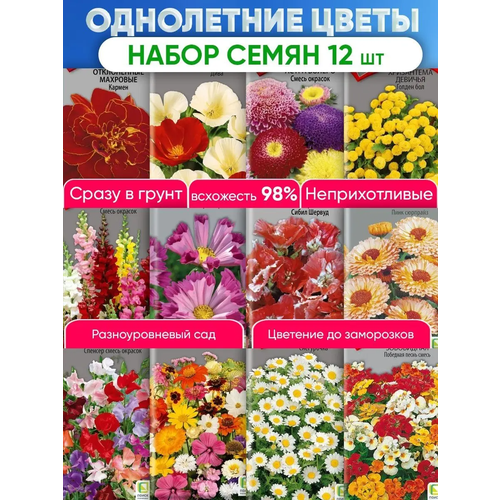 Семена цветов и комнатных растений в сад, на дачу и огород, набор 12 штук хризантема махровая дунетти семена цветы