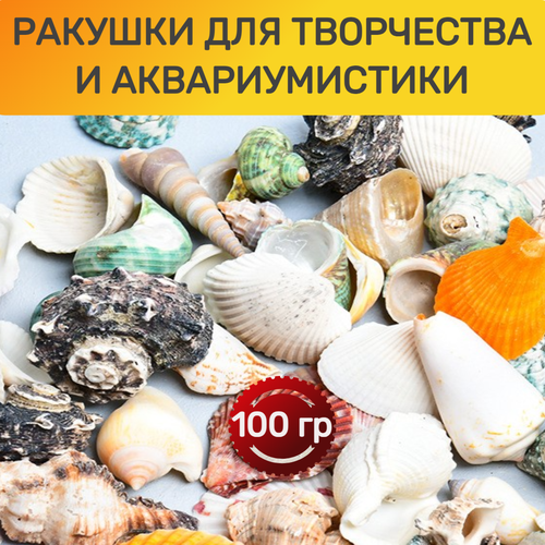 Ракушки для творчества 100гр разноцветный