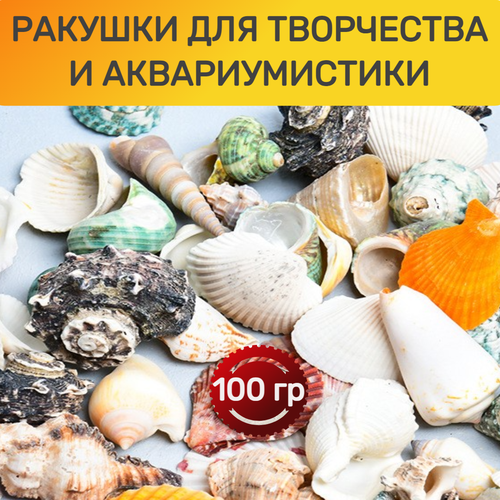 Ракушки для творчества 100гр