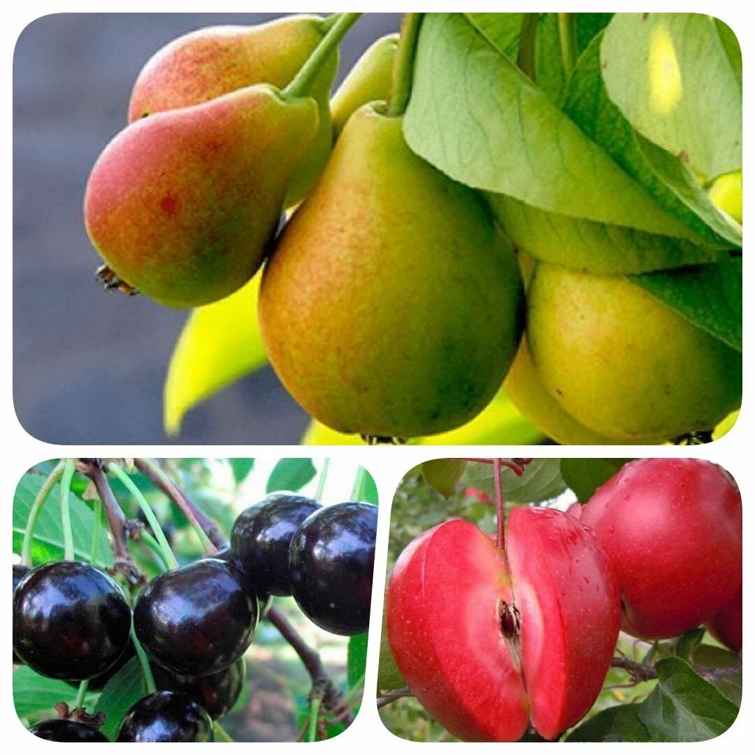 Набор из 3-х сортов саженцев черешни яблони груши 