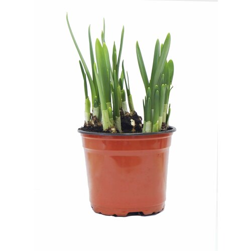 Растение Нарцисс ТЕТ А ТЕТ 5 луковиц D12 Н25