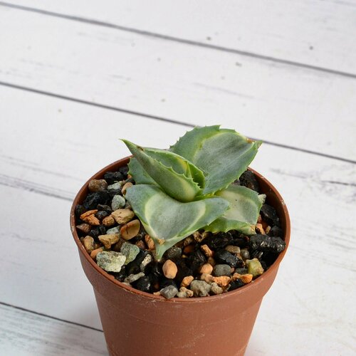 Agave Potatorum variagate