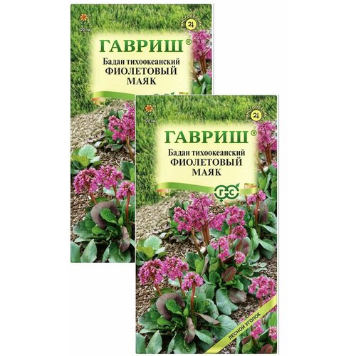 Бадан тихоокеанский Фиолетовый маяк, 2 пакета, семена 0,01 гр, Гавриш семена бадан тихоокеанский фиолетовый маяк 0 01г гавриш лесной уголок 10 пакетиков