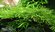 Яванский Мох - Java Moss 5 порций