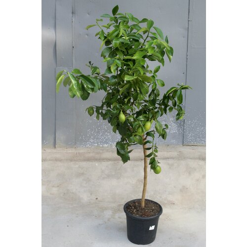 Цитрофортунелла Лимон штамбовая (D-26, Н-160)