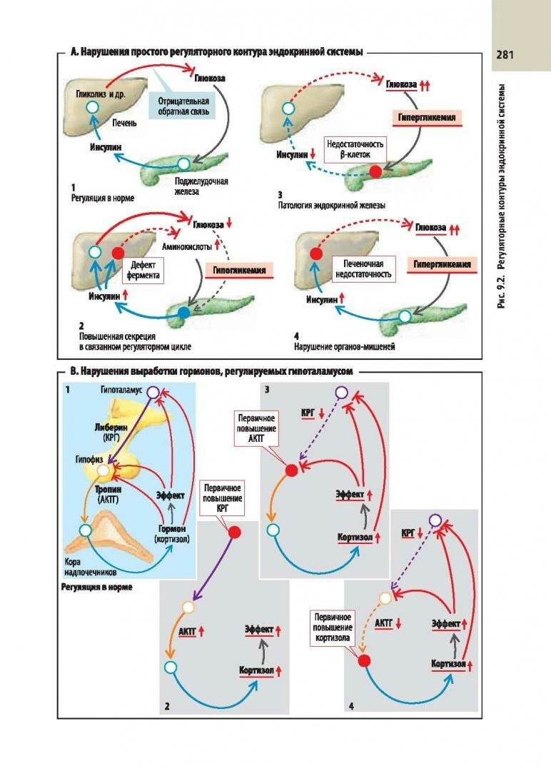 Клиническая патофизиология. Атлас - фото №6