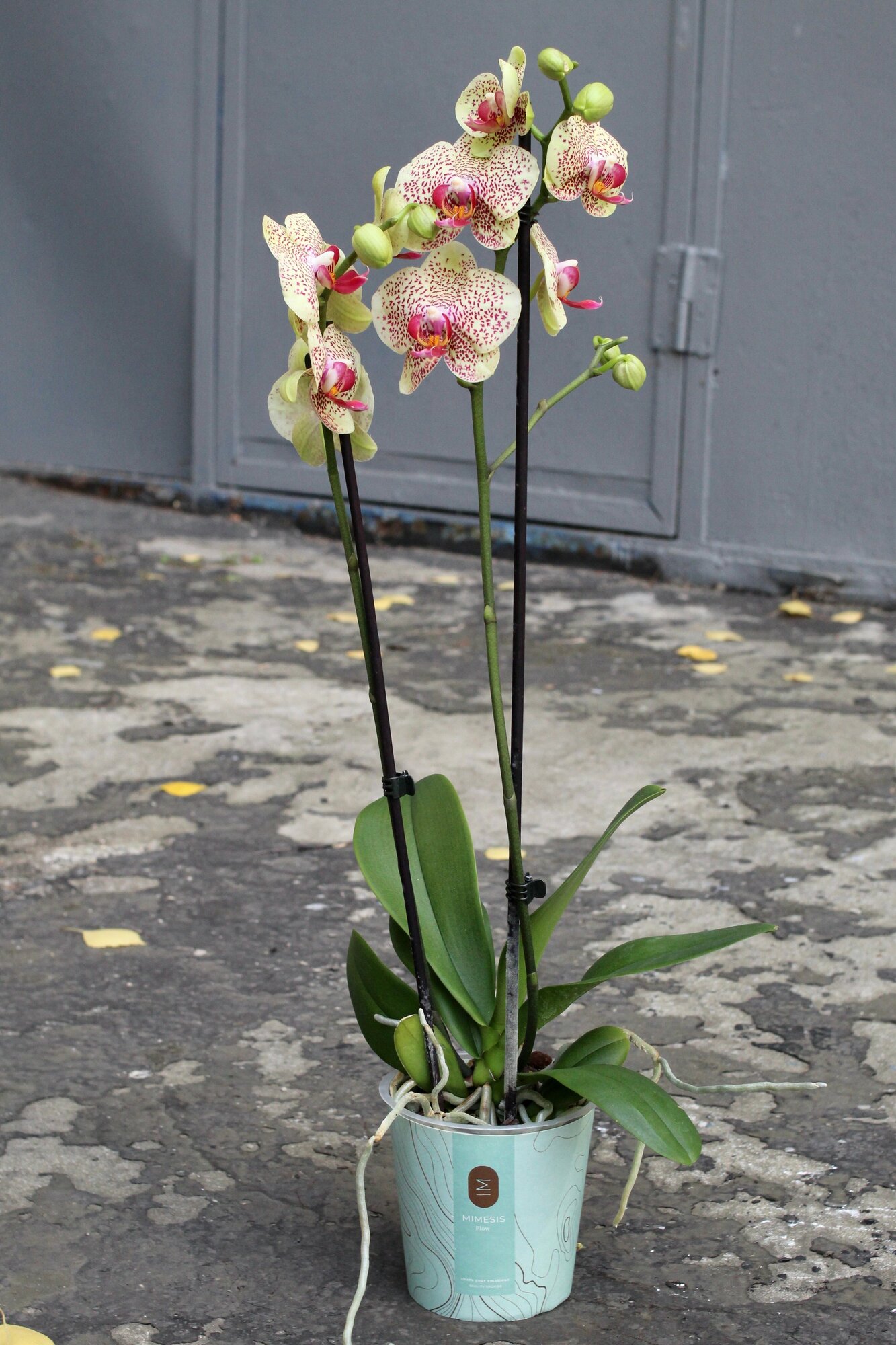 Орхидея Фаленопсис Лимонный Джем (D-12 H-60)