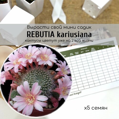 Семена кактуса Rebutia kariusiana цветки крупные светло-розовые. Растение для начинающих кактусоводов