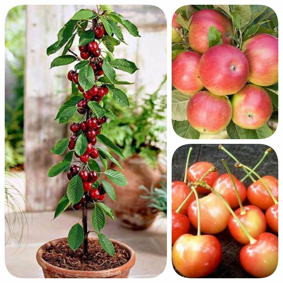 Набор из 3-х сортов саженцев черешни яблони вишни колоновидной 