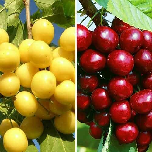 Черешня Дерево-Сад Дрогана-Мичуринка саженец