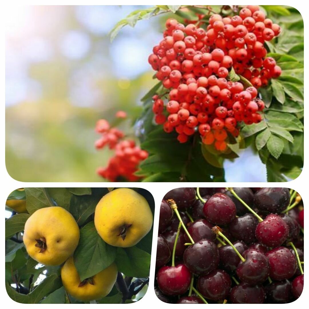Набор из 3-х саженцев черешни рябины айвы 