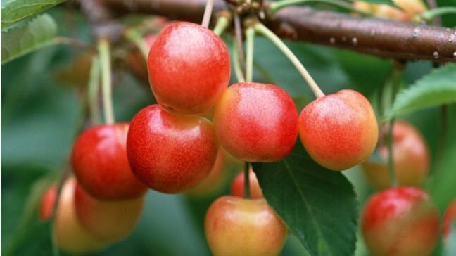 Черешня Северная саженец