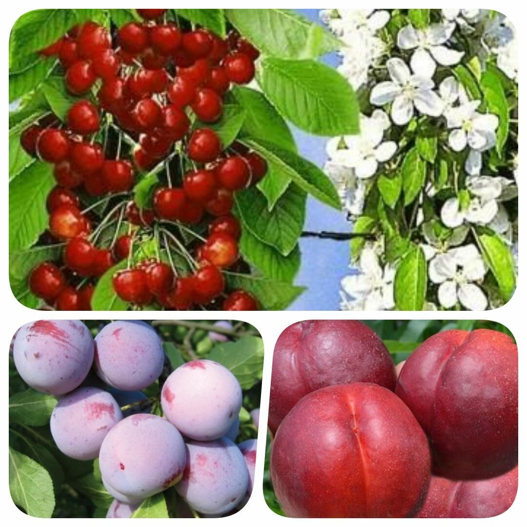 Набор из 3-х сортов саженцев черешни колоновидной нектарина сливы 