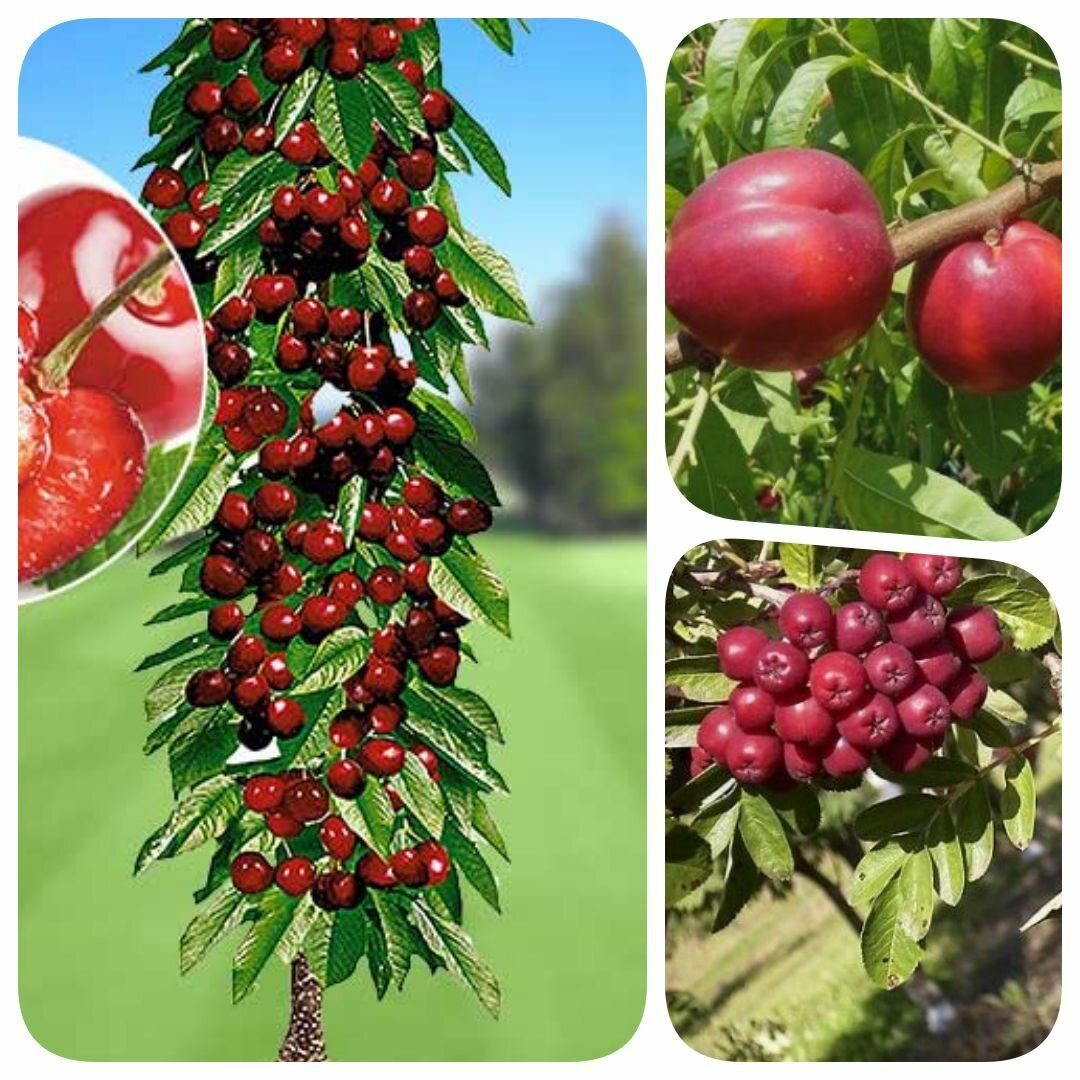 Набор из 3-х саженцев черешни колоновидной нектарина рябины 