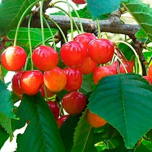 Черешня Розовый Жемчуг саженец