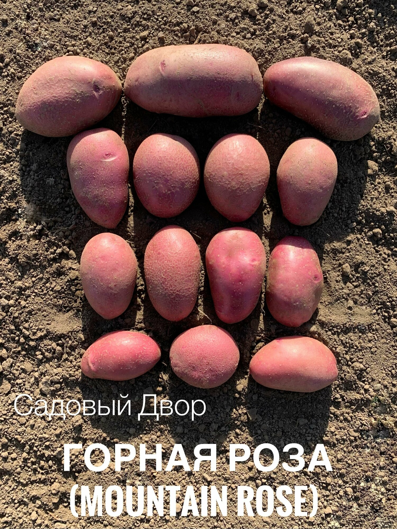 Картофель семенной сорт горная роза (MOUNTAIN ROSE), комплект 10 клубней, ур. 2023, Суперэлита - фотография № 1