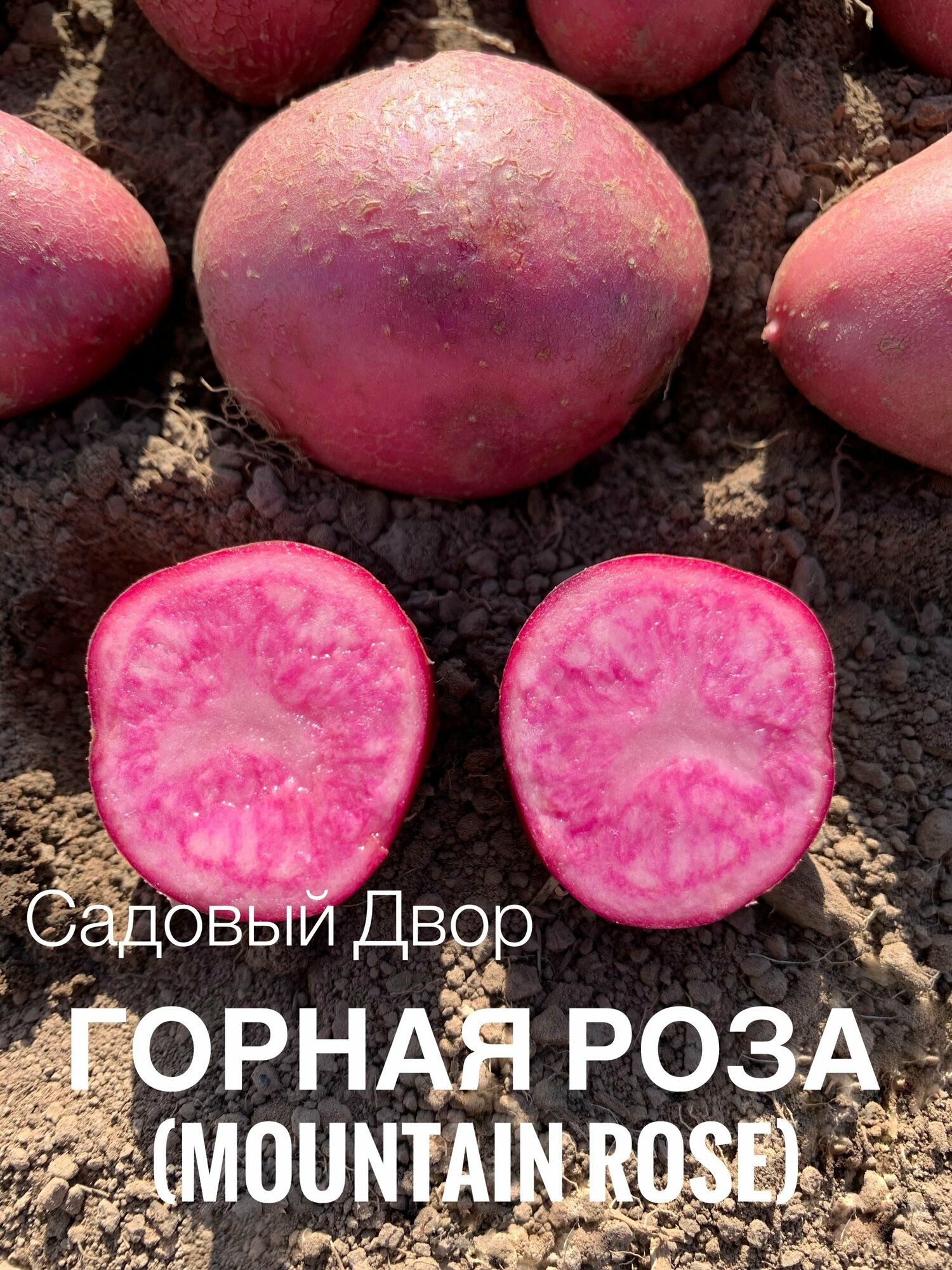 Картофель семенной сорт горная роза (MOUNTAIN ROSE), комплект 10 клубней, ур. 2023, Суперэлита - фотография № 2