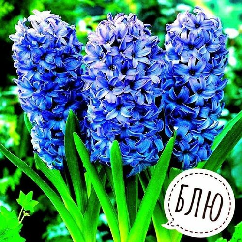 Луковицы многолетних цветов Гиацинт BLUE PEARL 3шт в упаковке Высший сорт