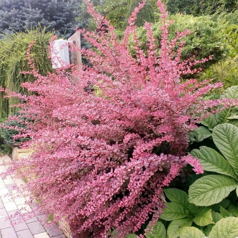 Барбарис Тунберга Фламинго /саженцы декоративных кустарников